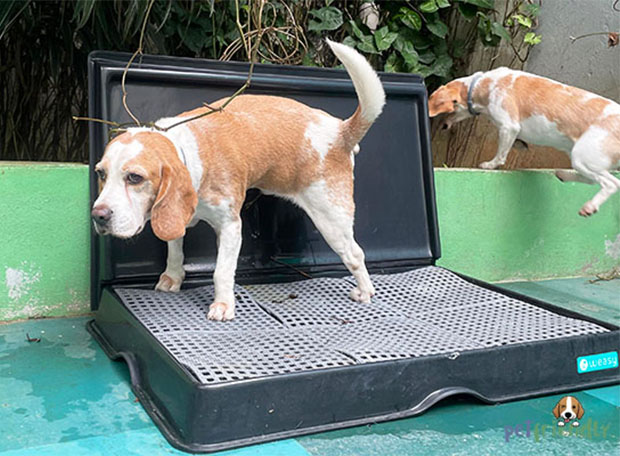 adestramento de cães