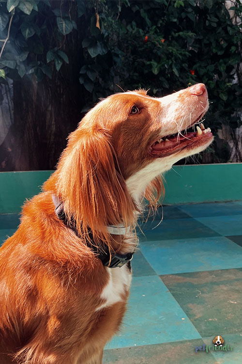 Creche para Cachorro