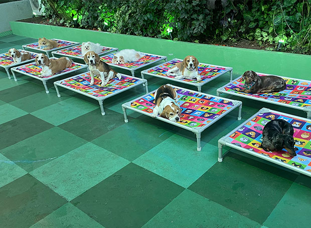 Creche para Cachorro Pet Friendly