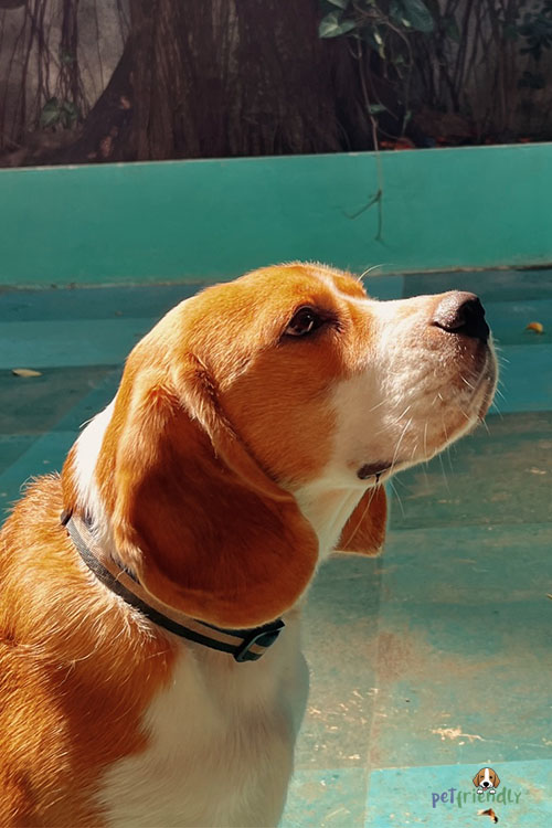 Hotel para Cachorro Petfriendly