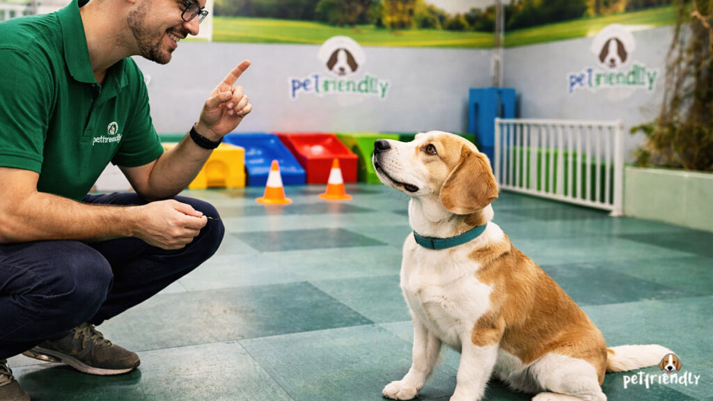 Adestramento de Cães em Pinheiros: quando o cachorro precisa de adestramento e como isso melhora a vida em casa