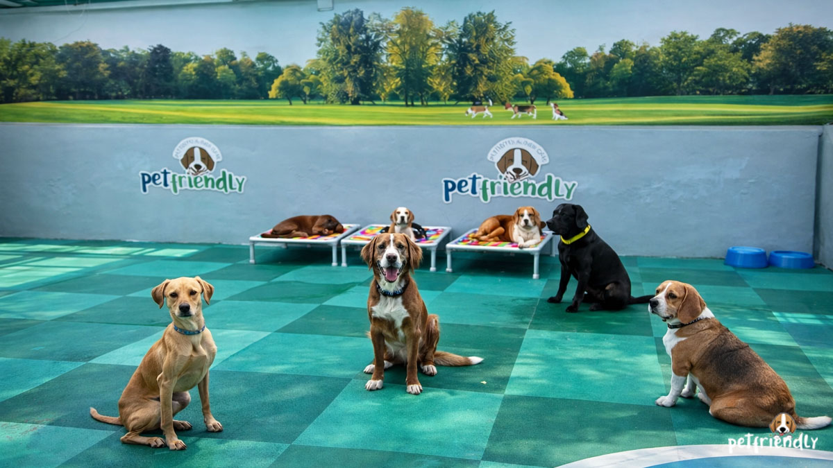 Hotel para Cachorro em Pinheiros